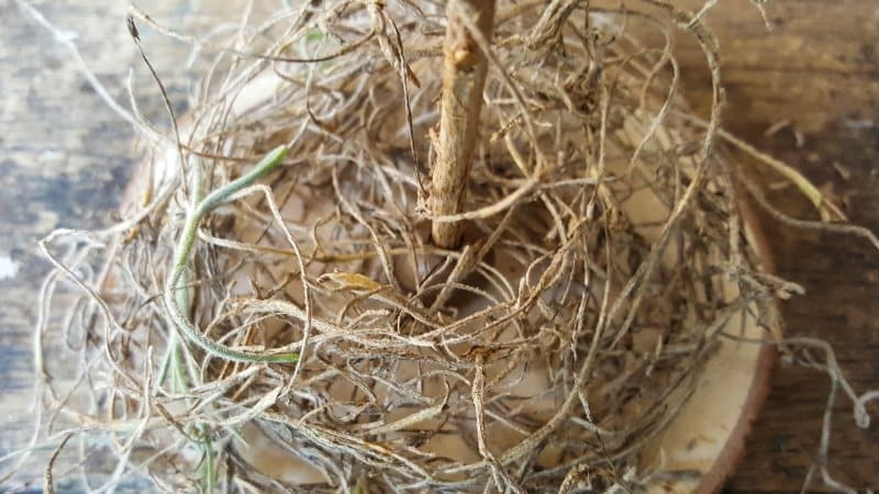 Place a little dried Spanish moss around the bead