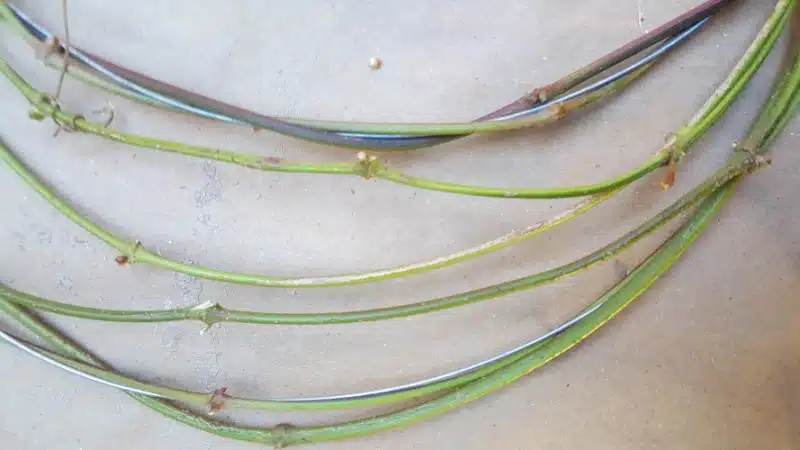 Fill the wire form with more vines, weaving them in and out