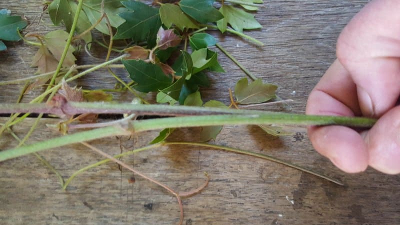Remove all the leaves from the vines