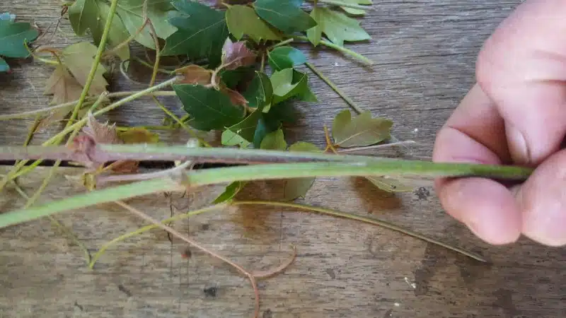 Remove all the leaves from the vines