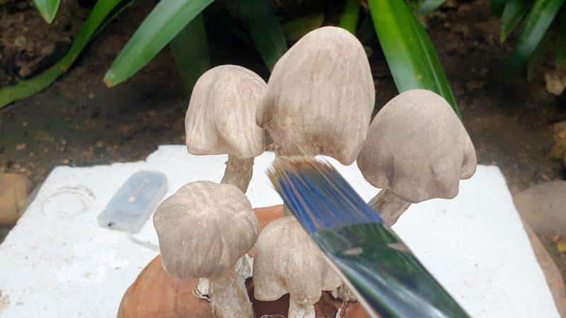 Use diluted craft paint (oil or water) to paint the mushroom tops and stalks