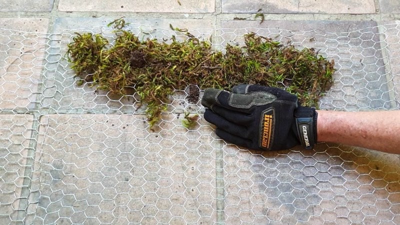 Cut the chicken wire an lay down the moss