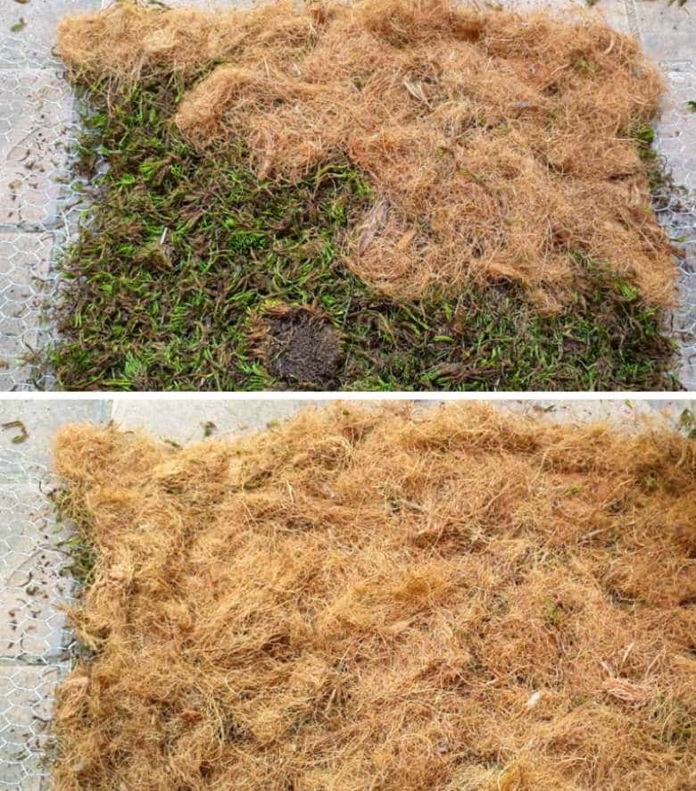 Add a layer of coconut fibre over the top of the moss layer