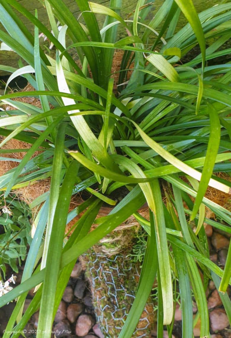 Top view of a Liriope muscari "blonde"