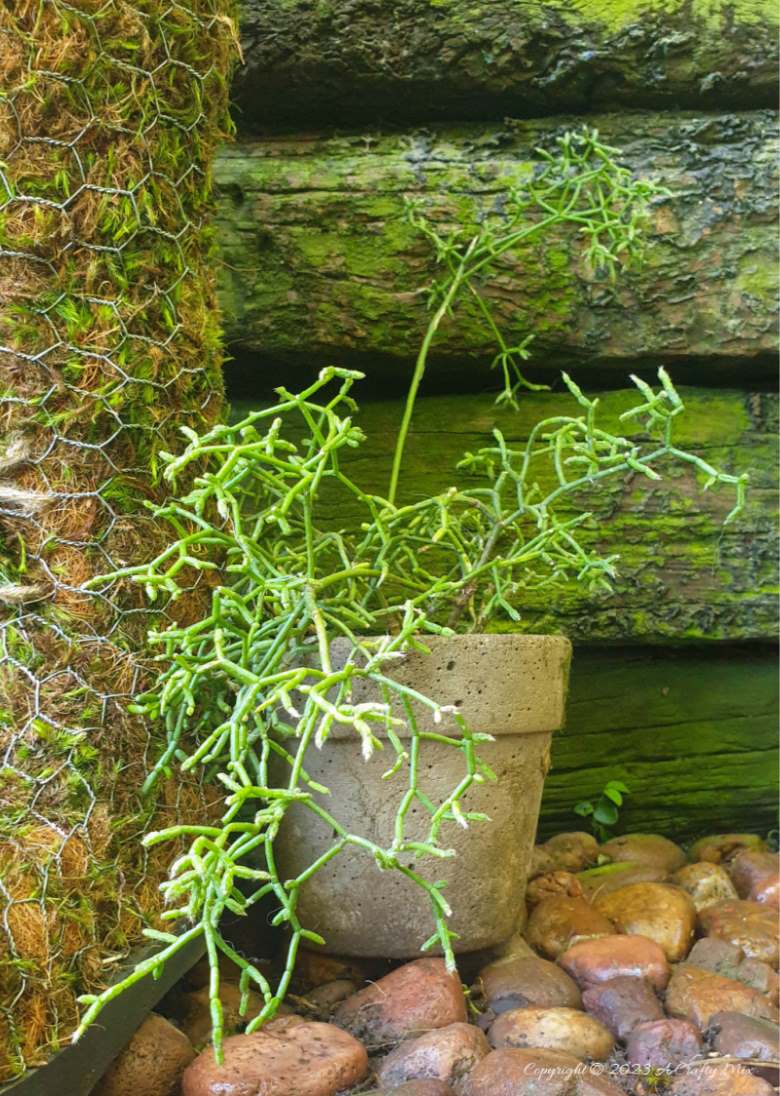 The beautiful and slow growing mistletoe cactus