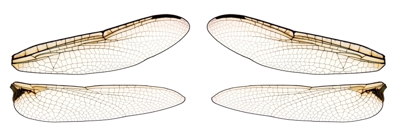 Dragonfly wings template