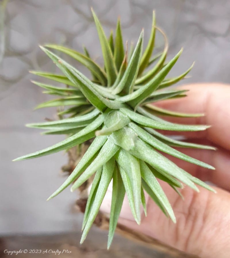 Creating living 3D art with Tillandsias is an inexpensive way to add a unique and creative touch to any space. These plants require minimal maintenance, making them a great choice for busy people who still want to enjoy the beauty of nature. In this tutorial, we share how you can make an air plant shadow box and create a stunning display that will bring life into any room. #ACraftyMix