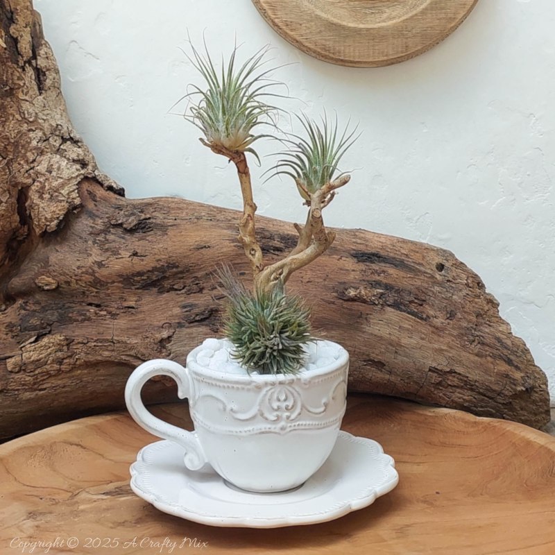 Creating living 3D art with Tillandsias is an inexpensive way to add a unique and creative touch to any space. These plants require minimal maintenance, making them a great choice for busy people who still want to enjoy the beauty of nature. In this tutorial, we share how you can make an air plant shadow box and create a stunning display that will bring life into any room. #ACraftyMix