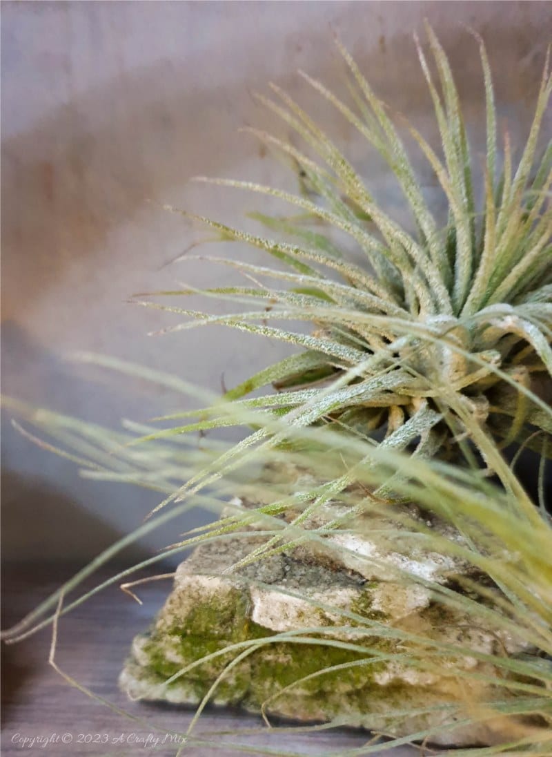 Creating living 3D art with Tillandsias is an inexpensive way to add a unique and creative touch to any space. These plants require minimal maintenance, making them a great choice for busy people who still want to enjoy the beauty of nature. In this tutorial, we share how you can make an air plant shadow box and create a stunning display that will bring life into any room. #ACraftyMix