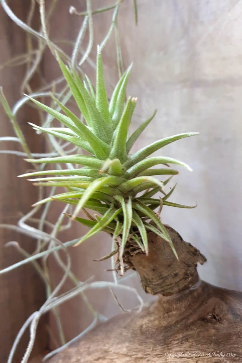 Creating living 3D art with Tillandsias is an inexpensive way to add a unique and creative touch to any space. These plants require minimal maintenance, making them a great choice for busy people who still want to enjoy the beauty of nature. In this tutorial, we share how you can make an air plant shadow box and create a stunning display that will bring life into any room. #ACraftyMix