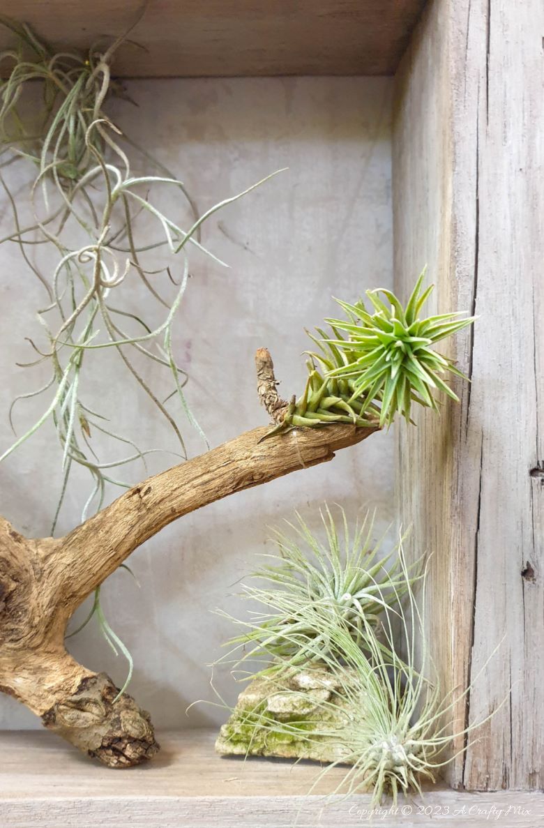 Creating living 3D art with Tillandsias is an inexpensive way to add a unique and creative touch to any space. These plants require minimal maintenance, making them a great choice for busy people who still want to enjoy the beauty of nature. In this tutorial, we share how you can make an air plant shadow box and create a stunning display that will bring life into any room. #ACraftyMix