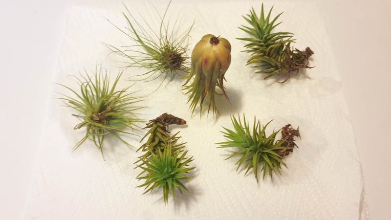 Drip dry the air plants (Tillandsia) on paper towels