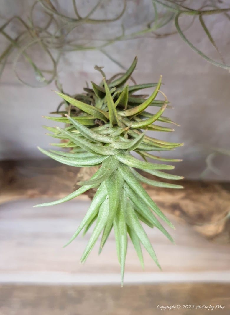 Creating living 3D art with Tillandsias is an inexpensive way to add a unique and creative touch to any space. These plants require minimal maintenance, making them a great choice for busy people who still want to enjoy the beauty of nature. In this tutorial, we share how you can make an air plant shadow box and create a stunning display that will bring life into any room. #ACraftyMix