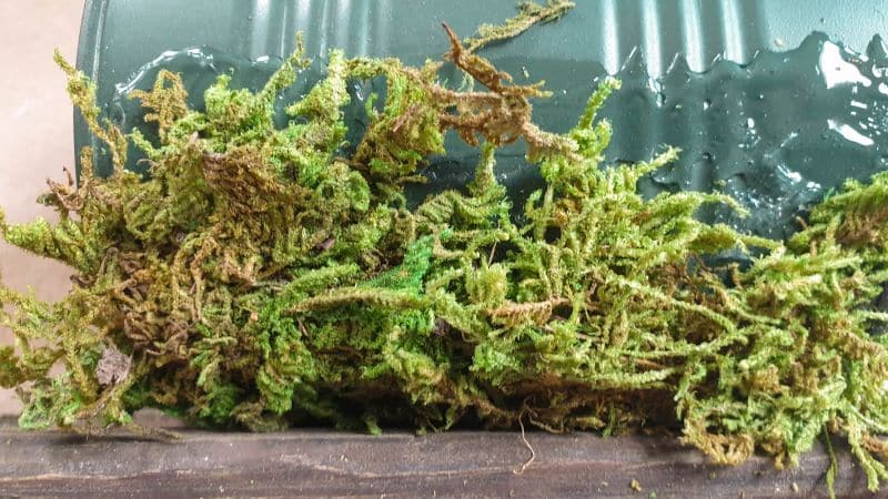 Add loads of glue on the tin can and add the moss