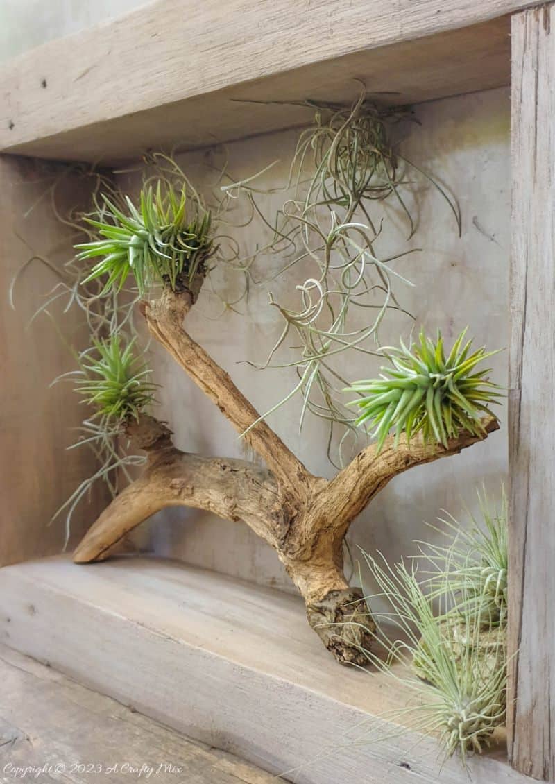 Creating living 3D art with Tillandsias is an inexpensive way to add a unique and creative touch to any space. These plants require minimal maintenance, making them a great choice for busy people who still want to enjoy the beauty of nature. In this tutorial, we share how you can make an air plant shadow box and create a stunning display that will bring life into any room. #ACraftyMix