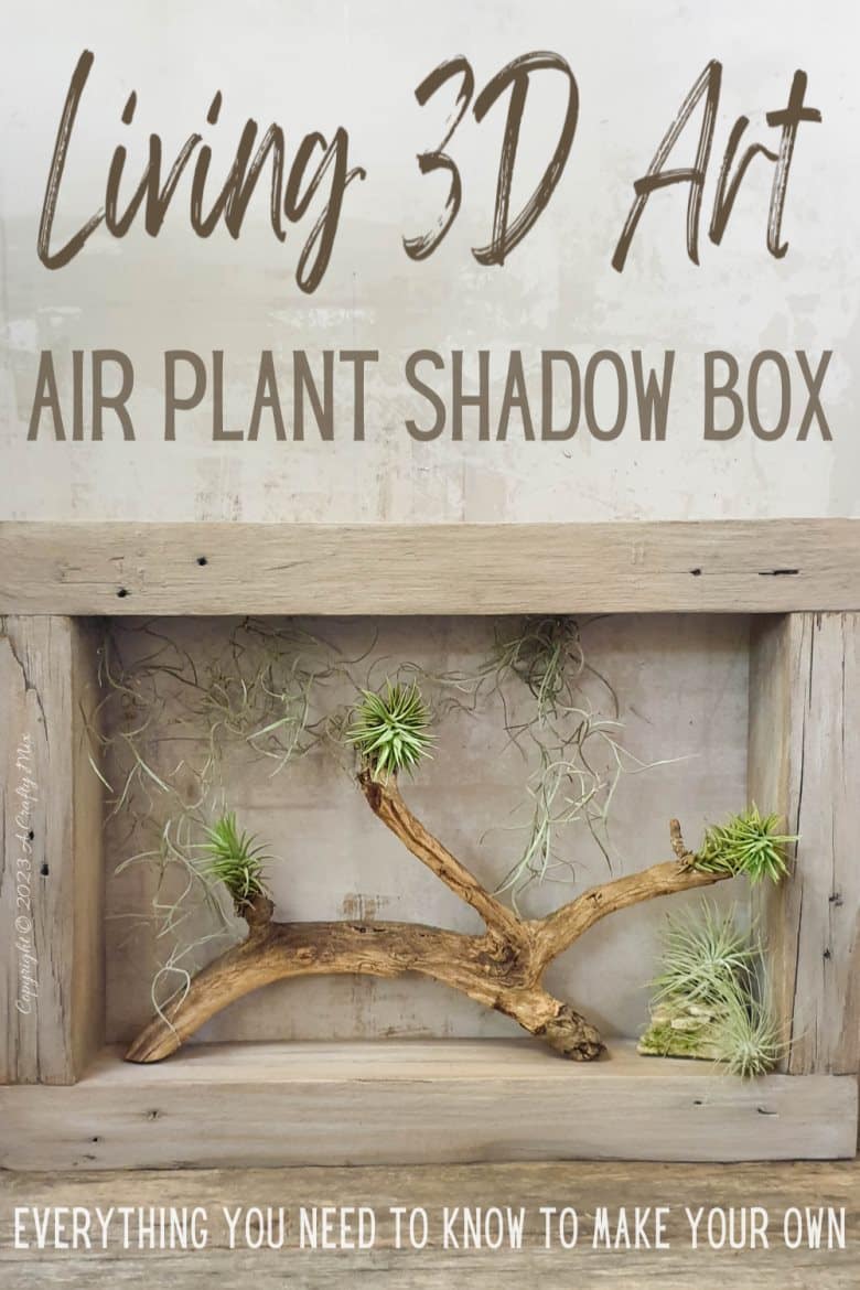 Creating living 3D art with Tillandsias is an inexpensive way to add a unique and creative touch to any space. These plants require minimal maintenance, making them a great choice for busy people who still want to enjoy the beauty of nature. In this tutorial, we share how you can make an air plant shadow box and create a stunning display that will bring life into any room. #ACraftyMix
