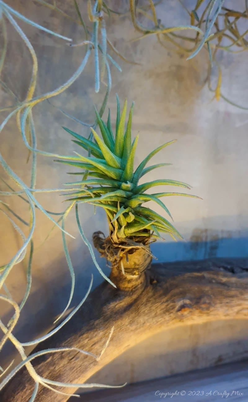 Creating living 3D art with Tillandsias is an inexpensive way to add a unique and creative touch to any space. These plants require minimal maintenance, making them a great choice for busy people who still want to enjoy the beauty of nature. In this tutorial, we share how you can make an air plant shadow box and create a stunning display that will bring life into any room. #ACraftyMix