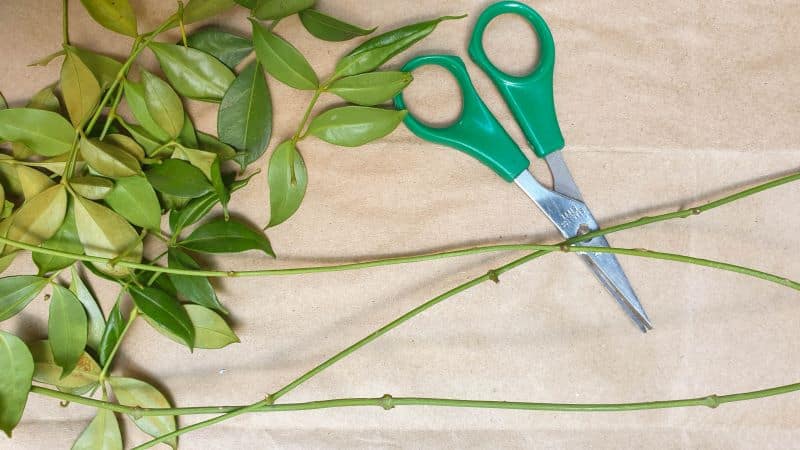 Remove the leaves from the soft vines