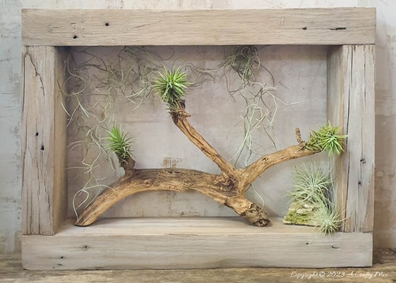 Creating living 3D art with Tillandsias is an inexpensive way to add a unique and creative touch to any space. These plants require minimal maintenance, making them a great choice for busy people who still want to enjoy the beauty of nature. In this tutorial, we share how you can make an air plant shadow box and create a stunning display that will bring life into any room. #ACraftyMix