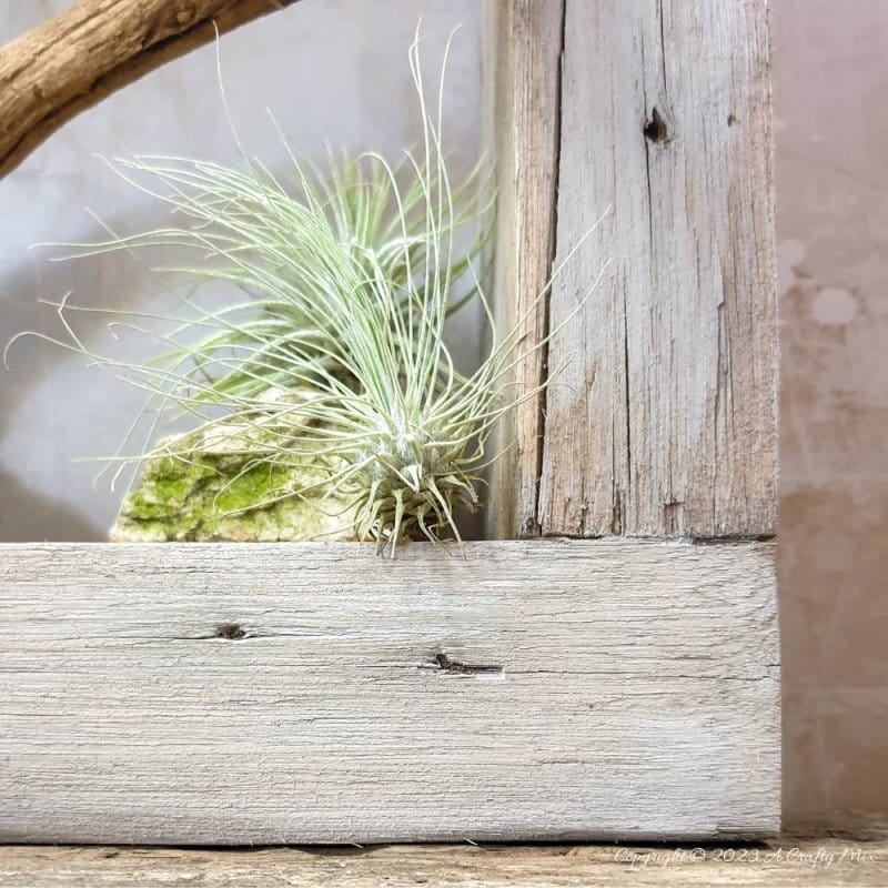 Creating living 3D art with Tillandsias is an inexpensive way to add a unique and creative touch to any space. These plants require minimal maintenance, making them a great choice for busy people who still want to enjoy the beauty of nature. In this tutorial, we share how you can make an air plant shadow box and create a stunning display that will bring life into any room. #ACraftyMix