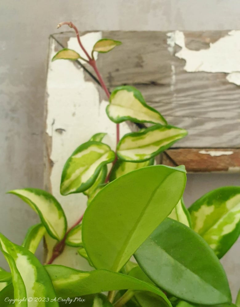 Who said upcycled planters can't be stylish? Our step-by-step tutorial will show you how to make a unique DIY pallet scrap handbag planter. This little gem will add a touch of whimsy and eco-friendly charm to any corner of your home, and it&rsquo;s easy to make too. #ACraftyMix