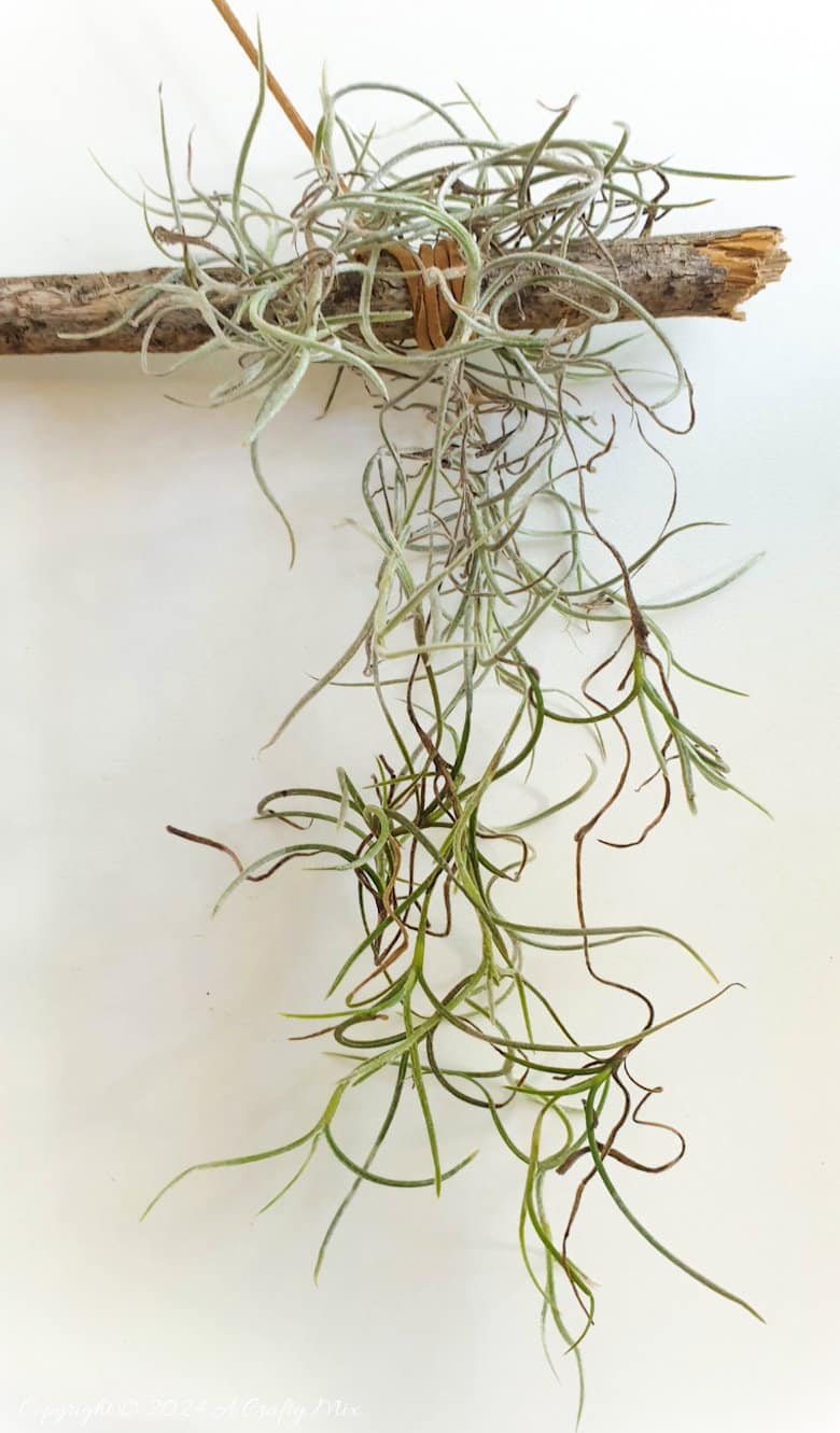 Let your air plants be the stars of the show. These budget-friendly, hanging clay tubes are quick to make and easy to customise. Low-maintenance, boho decor in under 20 minutes. Get the full Tutorial at A Crafty Mix