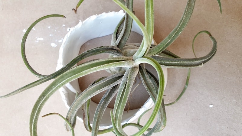 Check that you air plant or Tillandsia fits