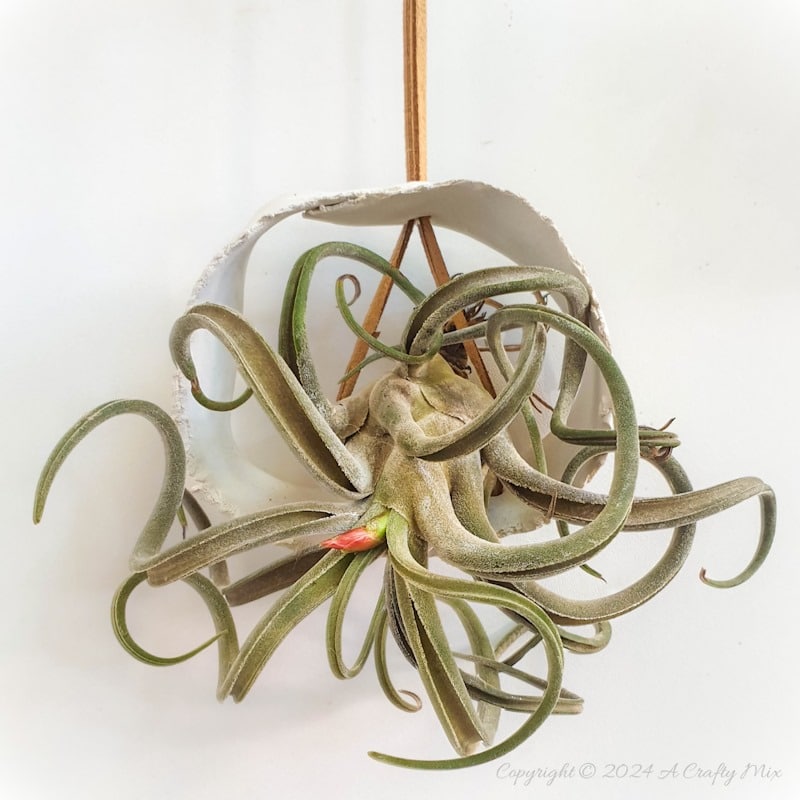 Let your air plants be the stars of the show. These budget-friendly, hanging clay tubes are quick to make and easy to customise. Low-maintenance, boho decor in under 20 minutes. Get the full Tutorial at A Crafty Mix