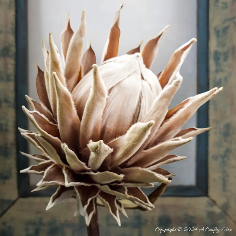 A gorgeous dried protea with a frame in the background