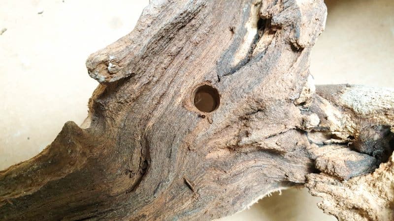 Drill a hole in the vine or branch