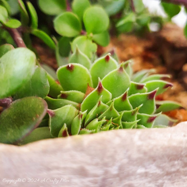 Looking for a unique way to spruce up your garden or patio? Join us as we show you how to get creative with a balloon and make this DIY stone planter with a vine handle! Combining art, nature, and a touch of hand-crafted whimsy, this one-of-a-kind project is sure to become your favorite garden accessory. And you&rsquo;ll get the added satisfaction of knowing you made it yourself.
