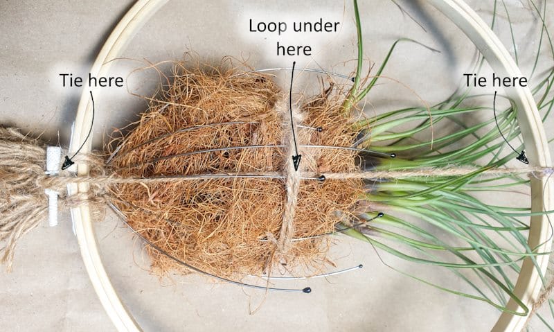 A view of the back of the headscratcher air plant display that shows how it's attached.