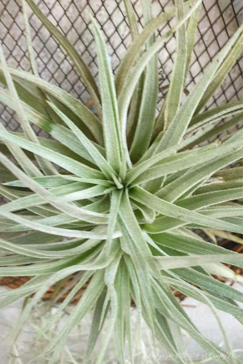 A fresh take on traditional wreaths &ndash; join us as we show you how to make a living air plant vine wreath. Quick and easy, it&rsquo;s a fantastic way to put your Tillandsias on display and create chic, nature-inspired wall d&eacute;cor at the same time.