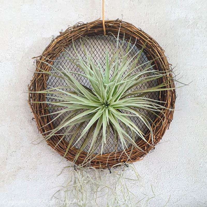 A fresh take on traditional wreaths – join us as we show you how to make a living air plant vine wreath. Quick and easy, it’s a fantastic way to put your Tillandsias on display and create chic, nature-inspired wall décor at the same time.
