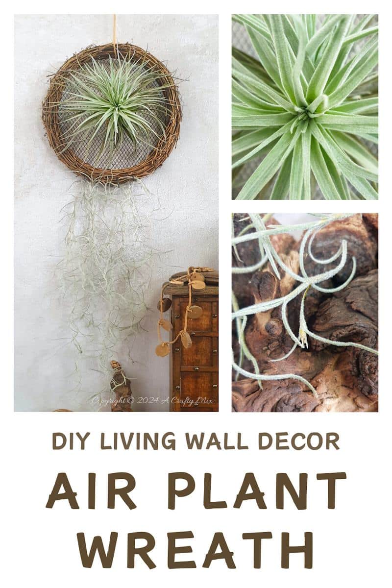 A fresh take on traditional wreaths &ndash; join us as we show you how to make a living air plant vine wreath. Quick and easy, it&rsquo;s a fantastic way to put your Tillandsias on display and create chic, nature-inspired wall d&eacute;cor at the same time.