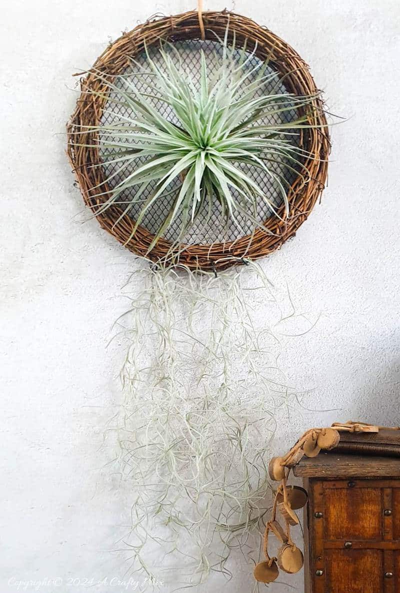 A fresh take on traditional wreaths &ndash; join us as we show you how to make a living air plant vine wreath. Quick and easy, it&rsquo;s a fantastic way to put your Tillandsias on display and create chic, nature-inspired wall d&eacute;cor at the same time.