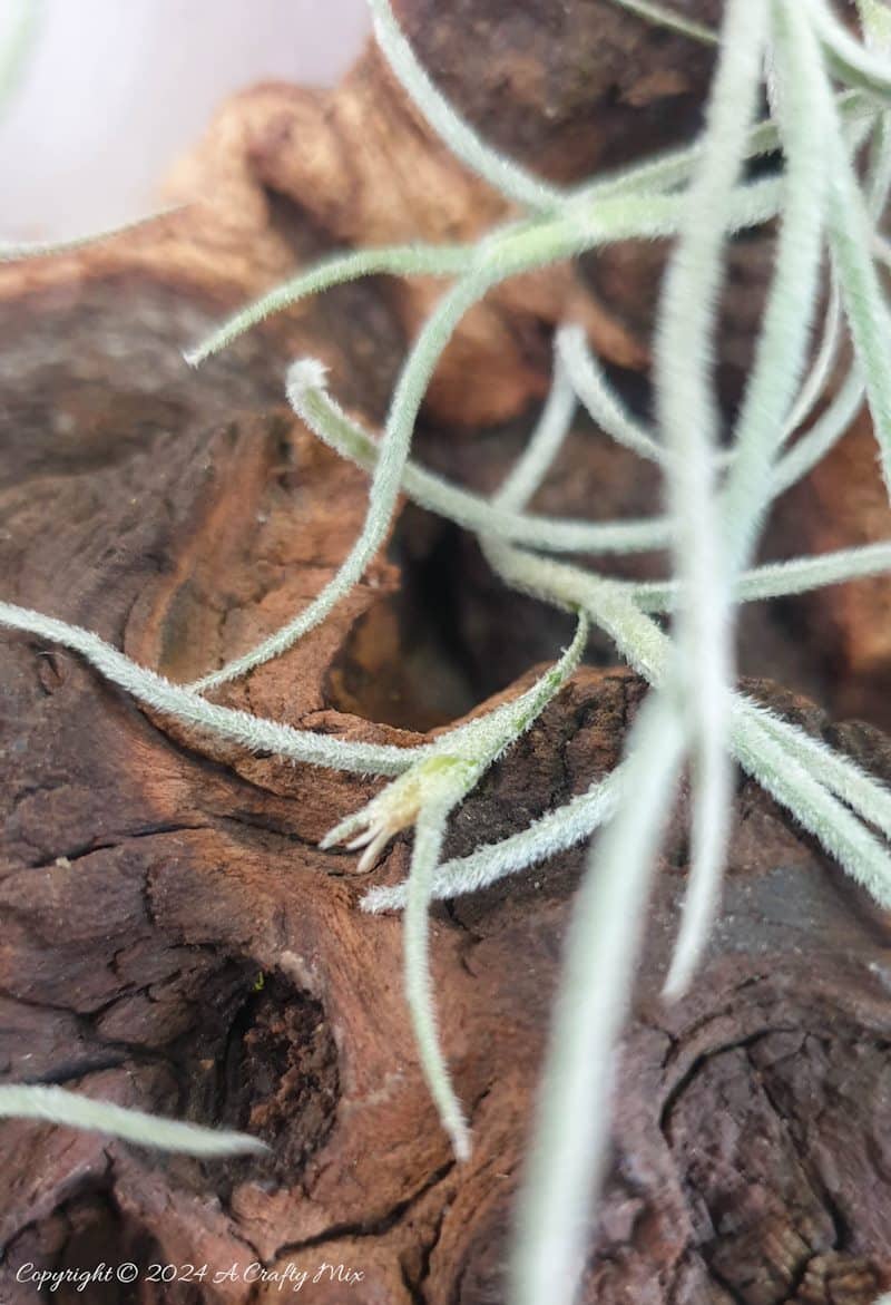 A fresh take on traditional wreaths &ndash; join us as we show you how to make a living air plant vine wreath. Quick and easy, it&rsquo;s a fantastic way to put your Tillandsias on display and create chic, nature-inspired wall d&eacute;cor at the same time.