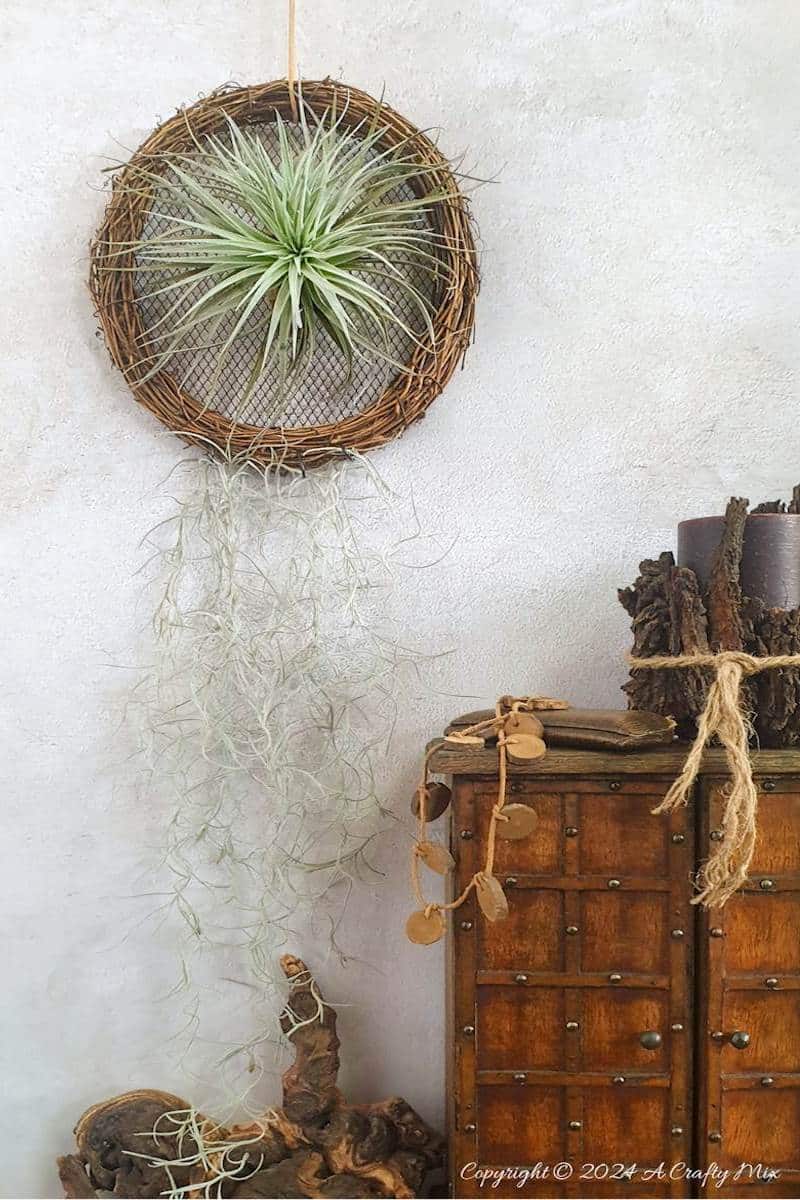 A fresh take on traditional wreaths &ndash; join us as we show you how to make a living air plant vine wreath. Quick and easy, it&rsquo;s a fantastic way to put your Tillandsias on display and create chic, nature-inspired wall d&eacute;cor at the same time.