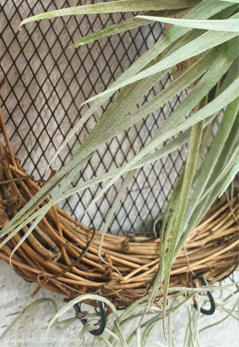 A fresh take on traditional wreaths &ndash; join us as we show you how to make a living air plant vine wreath. Quick and easy, it&rsquo;s a fantastic way to put your Tillandsias on display and create chic, nature-inspired wall d&eacute;cor at the same time.