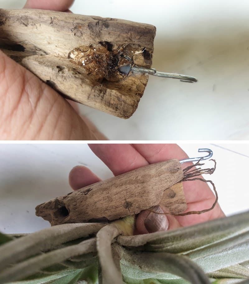 Hot glue the air plant to the driftwood