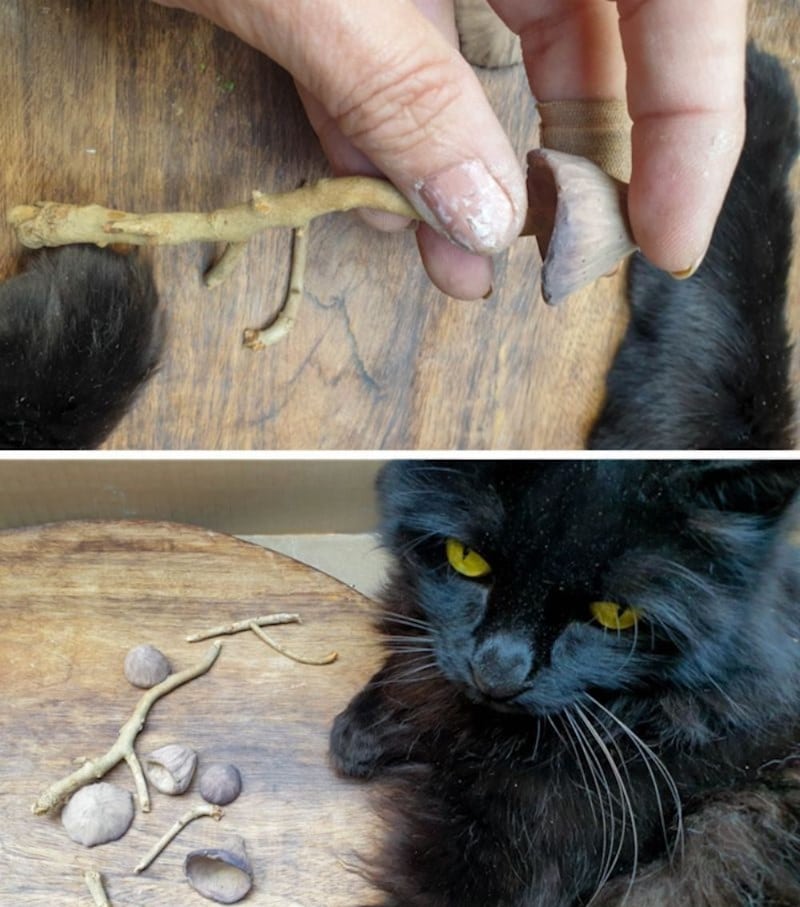 Merlin getting up close and personal with the clay mushrooms