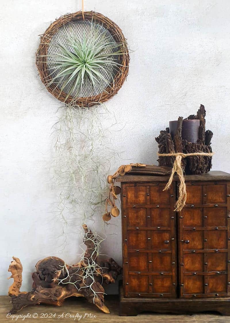 A fresh take on traditional wreaths &ndash; join us as we show you how to make a living air plant vine wreath. Quick and easy, it&rsquo;s a fantastic way to put your Tillandsias on display and create chic, nature-inspired wall d&eacute;cor at the same time.