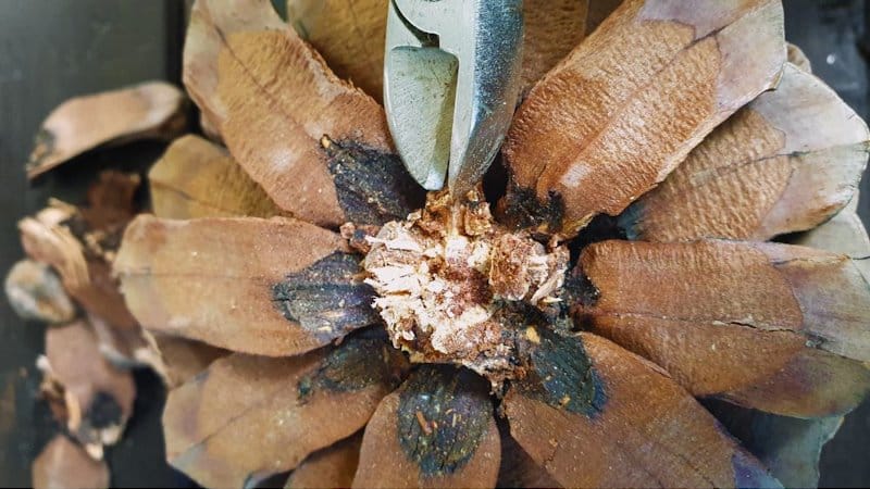 Trim away the bottom of the pincecone to flatten it out