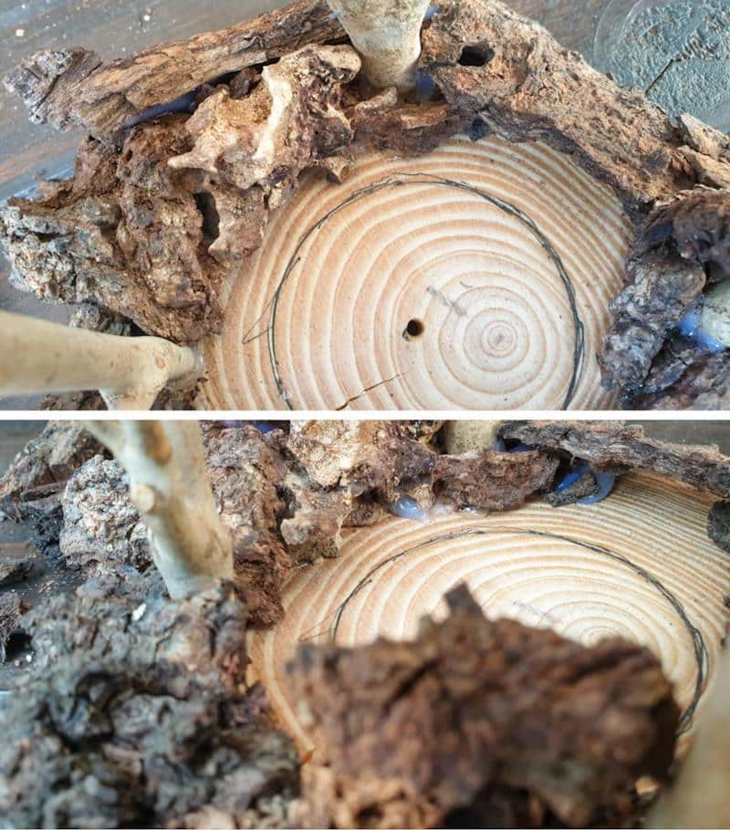 Disguise or hide the glue blobs with moss of small bits of bark