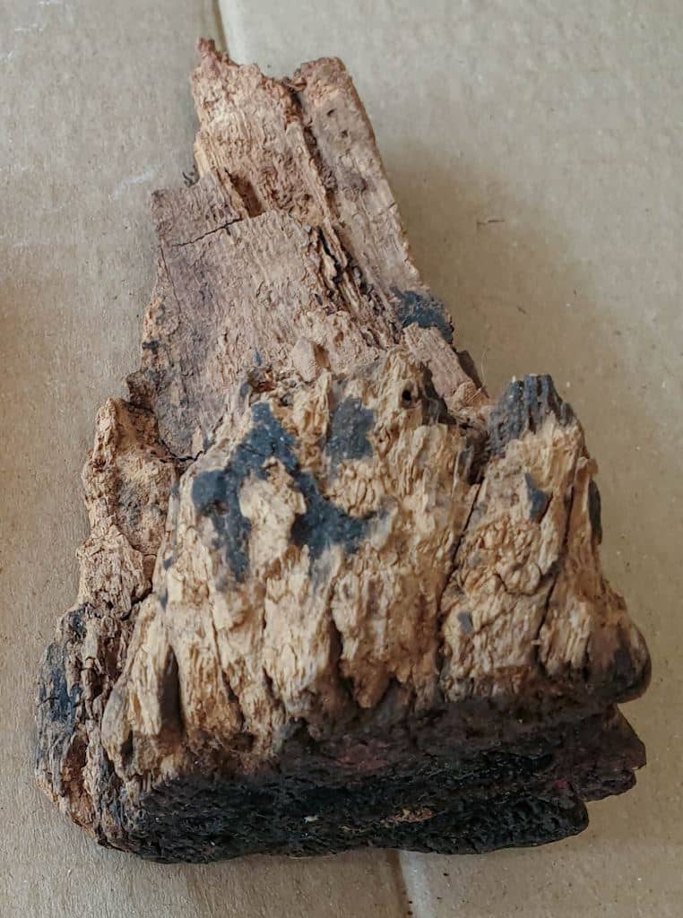 A slightly rotten piece of wood full of character