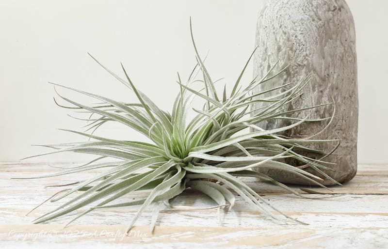 Make a delightful faux concrete bunny vase in under an hour using stuff you probably have lying around. This easy Easter craft is perfect for adding a touch of rustic elegance to your home decor. Use it to display long leaves for bunny ears or fill it with flowers for a beautiful centerpiece. It's a fun and creative way to welcome spring.