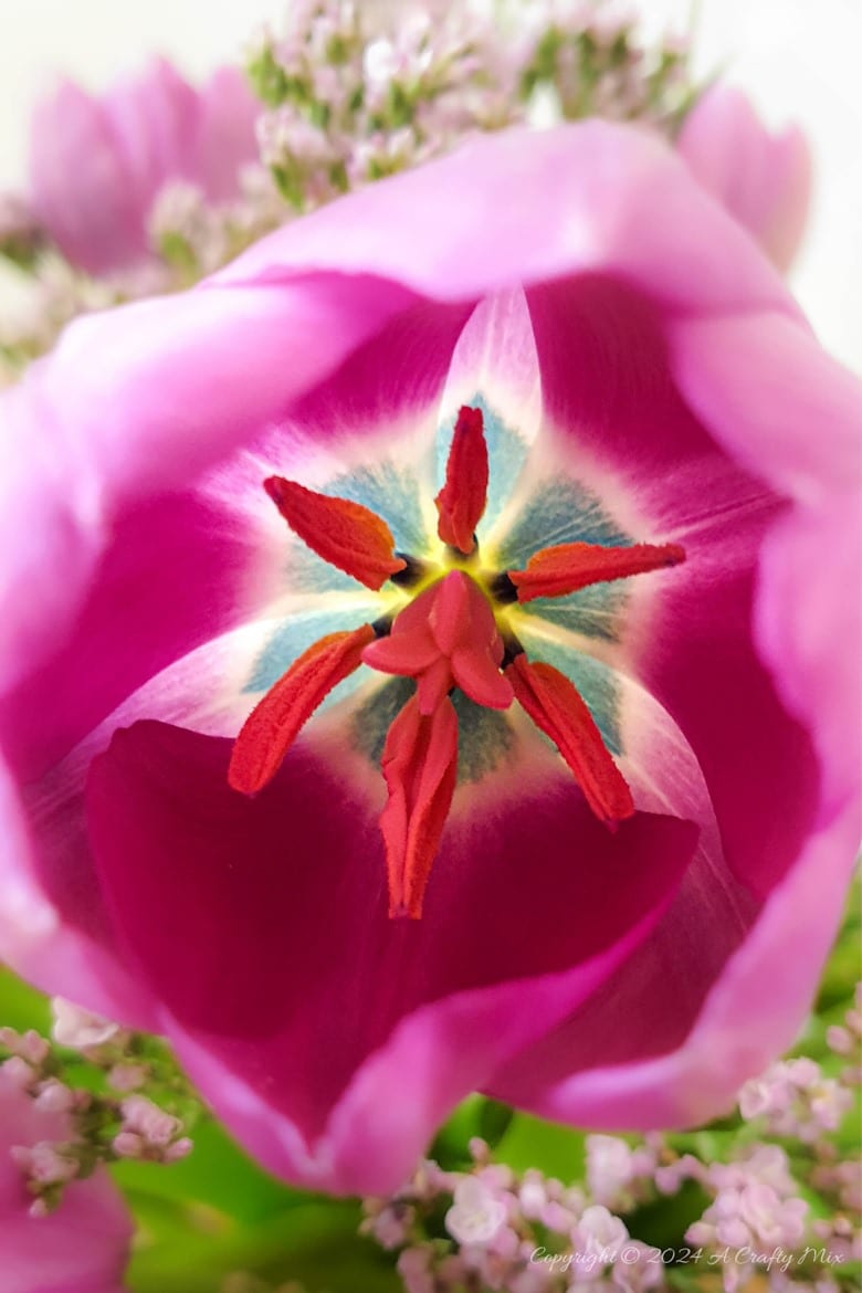 Welcome to how to keep Tulips Fresh for Longer 101. I share my top tips for keeping these gorgeous Spring flowers looking beautiful for as long as possible. Plus, there&rsquo;s a bonus tutorial that will show you how to recycle a tin can and make a twig vase. It&rsquo;s perfect as wedding d&eacute;cor or to bring a little nature into your home.