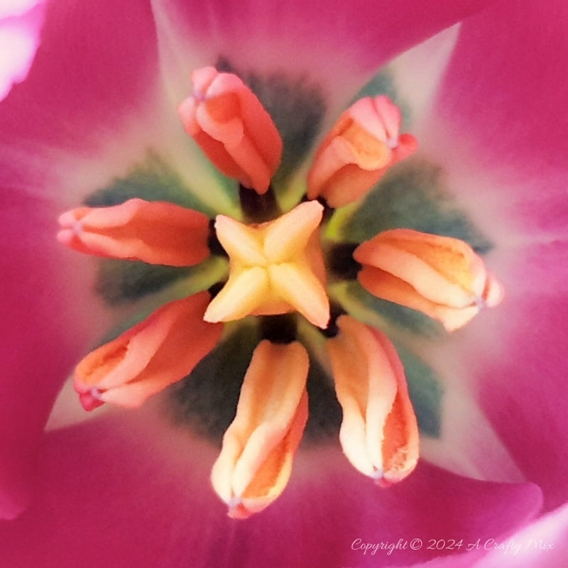 Welcome to how to keep Tulips Fresh for Longer 101. I share my top tips for keeping these gorgeous Spring flowers looking beautiful for as long as possible. Plus, there&rsquo;s a bonus tutorial that will show you how to recycle a tin can and make a twig vase. It&rsquo;s perfect as wedding d&eacute;cor or to bring a little nature into your home.