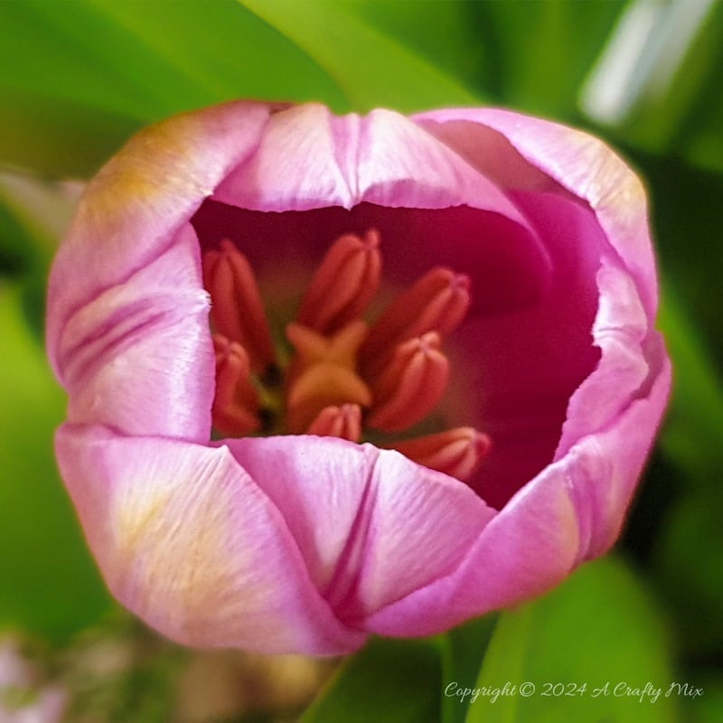 Welcome to how to keep Tulips Fresh for Longer 101. I share my top tips for keeping these gorgeous Spring flowers looking beautiful for as long as possible. Plus, there&rsquo;s a bonus tutorial that will show you how to recycle a tin can and make a twig vase. It&rsquo;s perfect as wedding d&eacute;cor or to bring a little nature into your home.