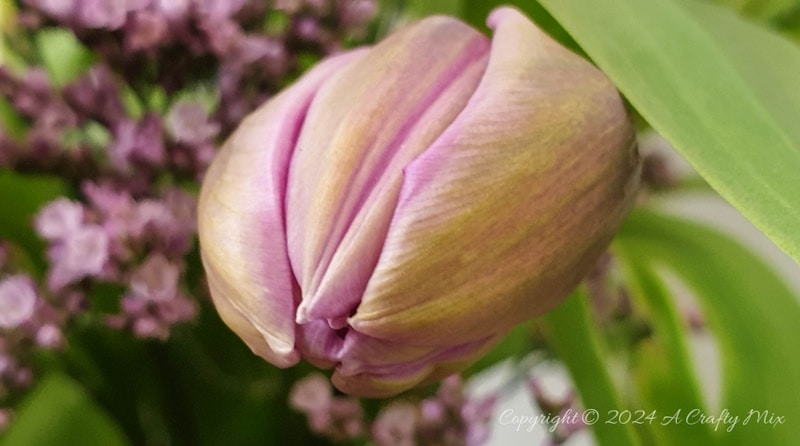 Welcome to how to keep Tulips Fresh for Longer 101. I share my top tips for keeping these gorgeous Spring flowers looking beautiful for as long as possible. Plus, there&rsquo;s a bonus tutorial that will show you how to recycle a tin can and make a twig vase. It&rsquo;s perfect as wedding d&eacute;cor or to bring a little nature into your home.